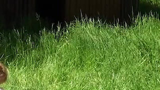 Ugly XXL milf fucking in the garden