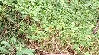 Two Big Black Ass Friends Caught Fucking in the Bush