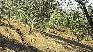 Mfff a Walk in the Olive Grove