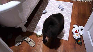 Sexy black amateur caught taking a shower on hidden cam
