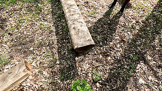 Scabbard in the forest