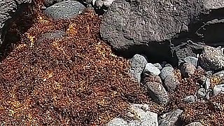My Naked Short-haired Wife Sucks My Cock Outdoor on a Beach