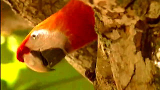 Retro Is The Best 96