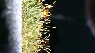 Hot Compilation Colorado Armatures