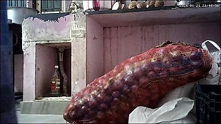 Indian House Wife Kissing Ass B