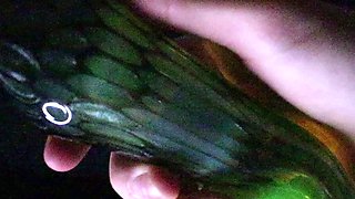 Beautiful Sonya having a horny solo toy masturbation