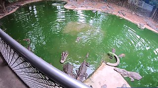 Crocodiles munching and making his amateur Thai GF cum hard