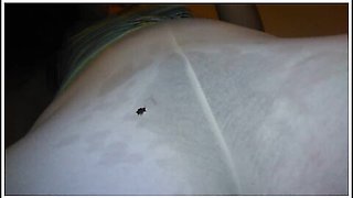 Think Anyone Will Notice Wet Hairy Pussy? ** Free Full Length Video** Content Now Of