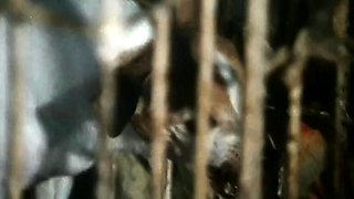 Blowjob Threesome Babes Swallow Jizz