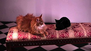 Cute curly brunette solo webcam masturbation