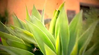 Amateur lesbians toying their tight college clams