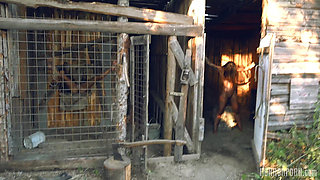 Horror porn 39 the monster from the woods