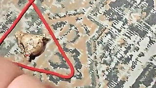 3 Witches (one of Them Pregnant) Use Me and Dress Me as a Maid to Summon the Devil