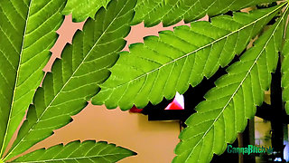 Hot blonde with puffy nipples smokes and getting fucked hard