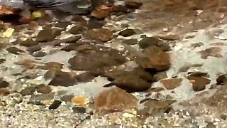 Tiny Japanese babe hardcore spitroasted and she enjoys jizz