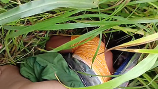 In outdoor open field corn
