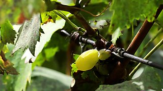 Cute Asian girl passion posing action