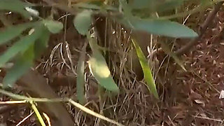 Sucking on the Beach